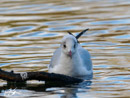 Black-headed Gull – Mewa Śmieszka